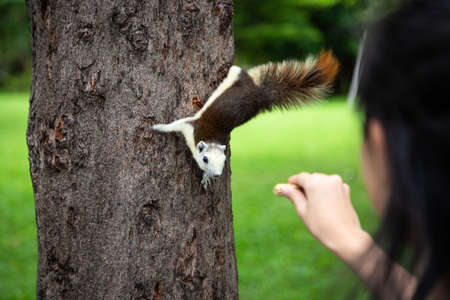 Squirrel eating nut out of little child girl hand,squirrel hungry on tree trunk in nature,asian girl feeding wild animals in summer outdoor,travel in Vachirabenjatas Park(Rot Fai Park),Bangkok,Thailandの写真素材