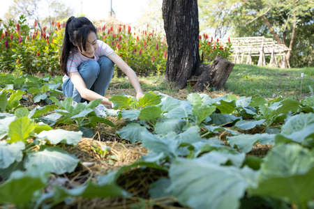 Happy asian girl is growing vegetables in gardening in the backyardの写真素材