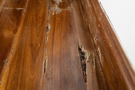 Damage of wooden floor inside buildings or wooden structures in the house,decay in wood after drywood termites infest and feed on wood,problem of termite infestation in homeの写真素材