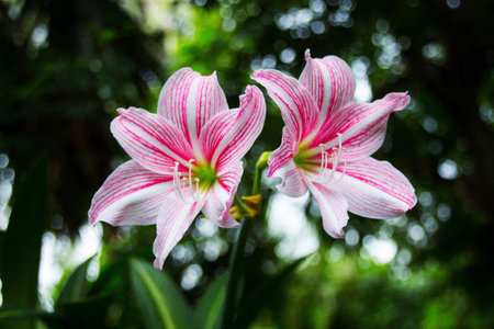 Flower Hippeastrumの写真素材