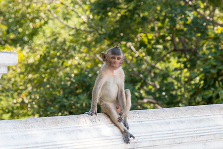 Monkey wait for food