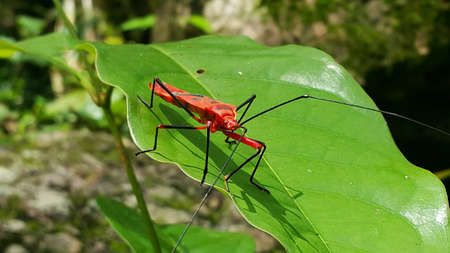 Red bug on the leafの素材