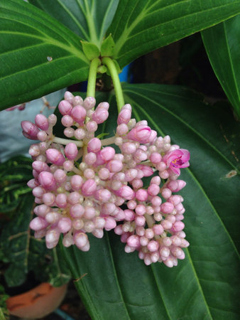 Pink flower