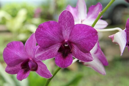 Samutsongkram, Thailand, September 23, 2012 -  purple orkidの写真素材