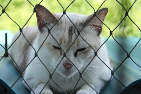 cat sleepの写真素材