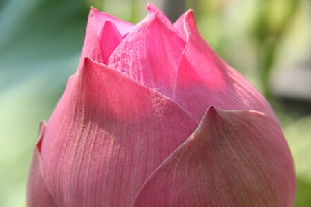 budding lotusの写真素材
