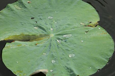 lotus leaveの写真素材