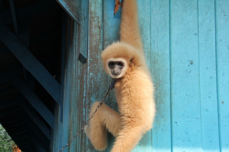  Gibbonの写真素材