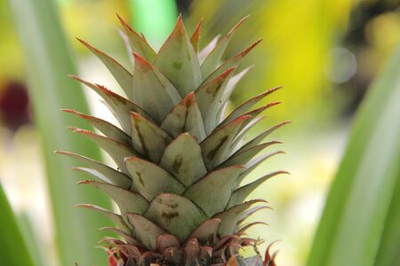 pine apple  leavesの写真素材