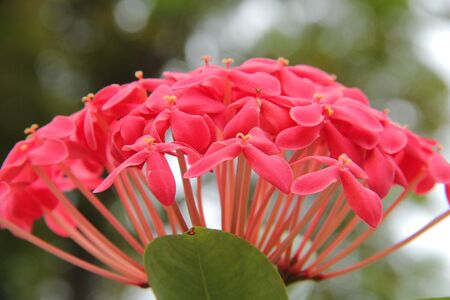 Rauvolfia serpentine flowerの写真素材