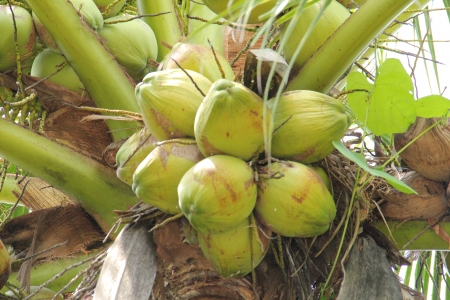 Coconut  treeの写真素材