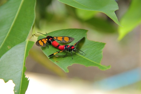 insect  Fertiliseの写真素材