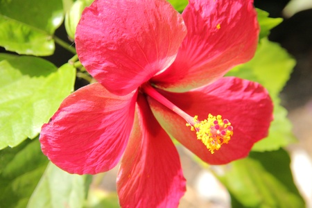 thai flowerの写真素材