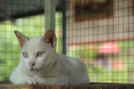 Pure White Catの写真素材