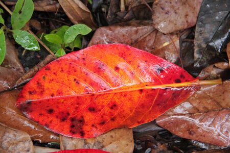 Red  Leaf on Groundの写真素材