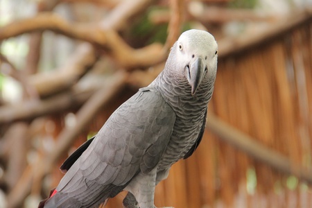 Gray Parrot の写真素材