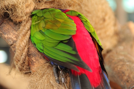 parrot  hide headの写真素材
