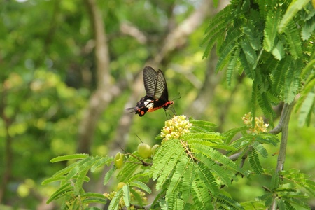 butterflyの写真素材
