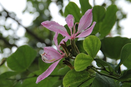 Bauhinia purpurea Linnの写真素材