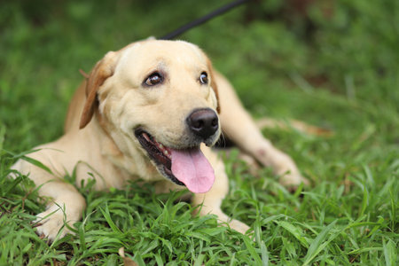 labrador puppy on the grass