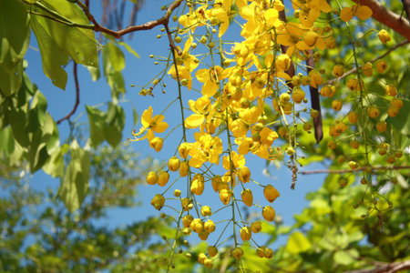 Beautiful flowerの写真素材