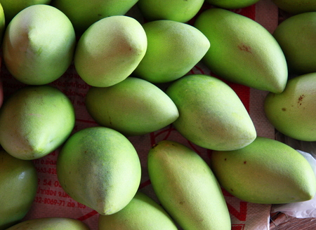Thailand fruits green mangoの写真素材