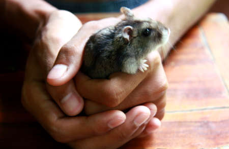 Hamster in handの写真素材
