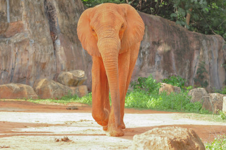 African Elephantの写真素材