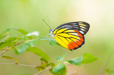 Colorful butterflyの写真素材