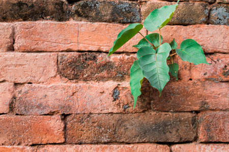 Tree on ancient wallの写真素材