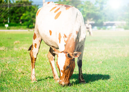 Cow female eating grass with flare effectの写真素材