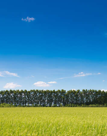 Rice paddyの写真素材