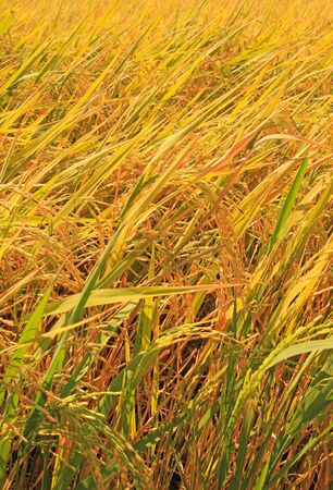 A rice field in Thailandの写真素材