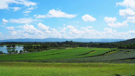The large green tea garden returns to the bright sky.
