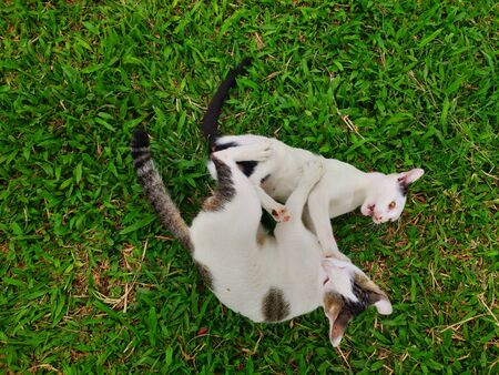 Funny Twin cats playing each other in garden. Beautiful twin cats claw each other on green grassの写真素材