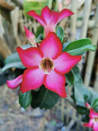Closeup single beautiful flower. The name of the plant is Adenium obesumの写真素材