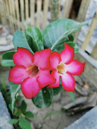 closeup Adenium bloom in the summer. Beautiful tropical flowerの写真素材