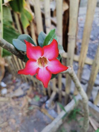 Beautiful and Natural tropical flower. The name of the plant is Adenium obesumの写真素材