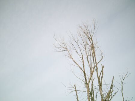 drought tree without leaves in their branches. Dead tree on grey backgroundの写真素材