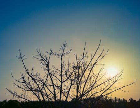 Silhouette of dead tree with sunset. Branch tree without leaves for background and wallpaperの写真素材
