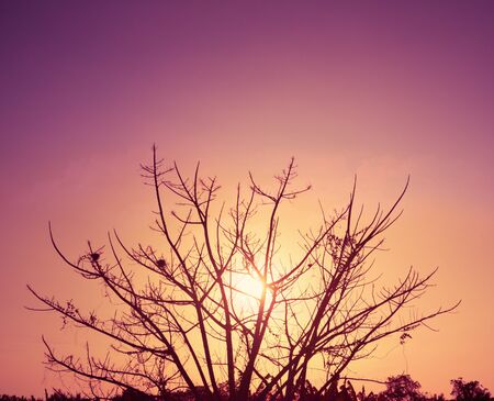 Silhouette of withered tree without leaves for background and wallpaper. Beautiful colors of sunset light and the skyの写真素材