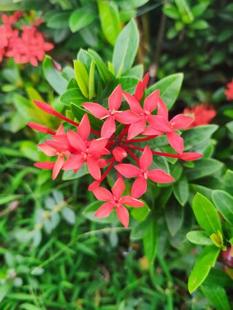 Freshness red Ixora coccinea flower in nature garden-Beautiful flower in sunny dayの写真素材