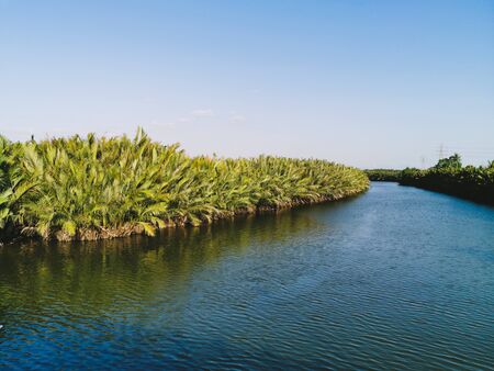 stunning views of the sago palm trees on the banks of a clear and clean riverの写真素材