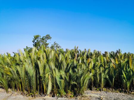 sago palm trees that flourish. Grown tree with Latin name Cycas revoluta also called king sago, sago cycad, Japanese sago palmの写真素材