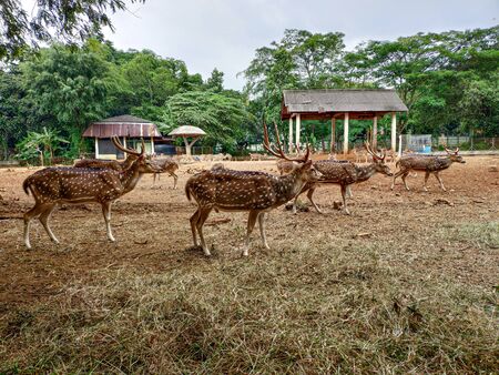 Deer life in a zoo. Group of sika deer on dry grassの写真素材