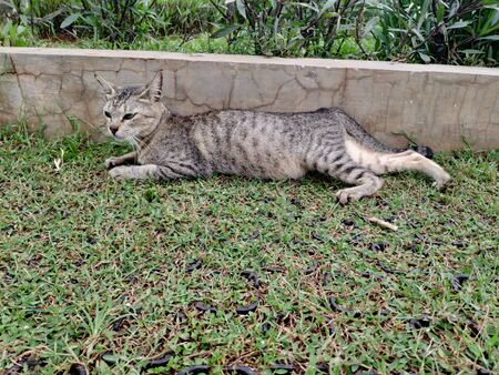 a gray cat glancing something in the garden. A domestic cat with a glare watching somethingの写真素材