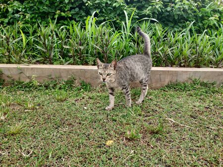 A domestic cat walking in grass garden. A gray cat in the park looks at somethingの写真素材