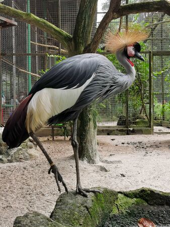 A crowned crane in a zoo. Beautiful Grey Crowned Crane close up portrait. the beauty of beautiful bird feathers from africaの写真素材