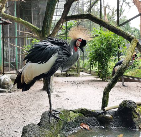 A beautiful bird from uganda. The Grey Crowned Crane in a cageの写真素材