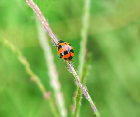 A small blue insect is caught on a green leafの写真素材